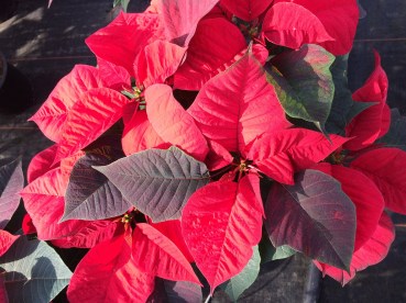 poinsettia-1814689_1920
